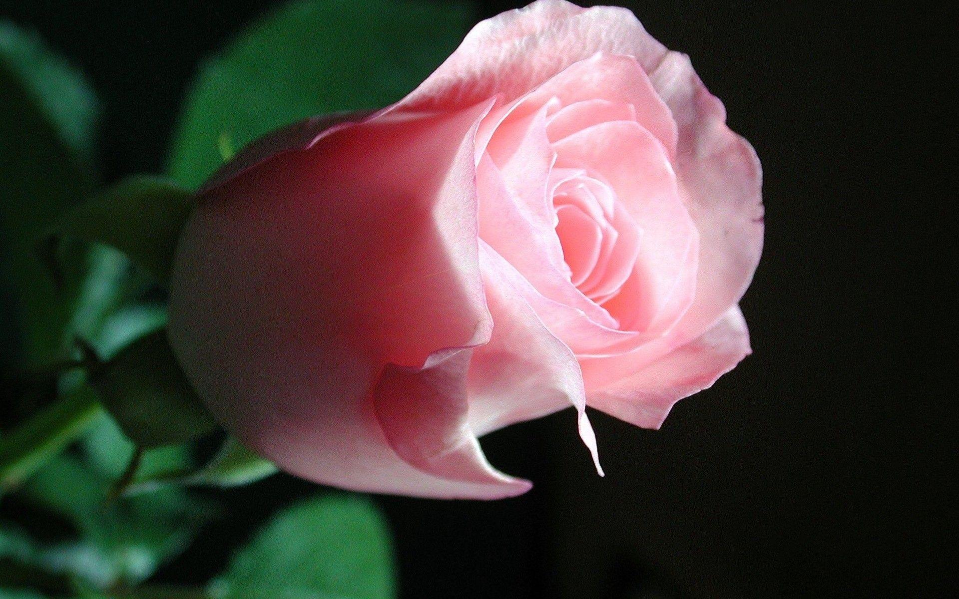 Single Pink Rose Wallpapers Wallpaper Cave