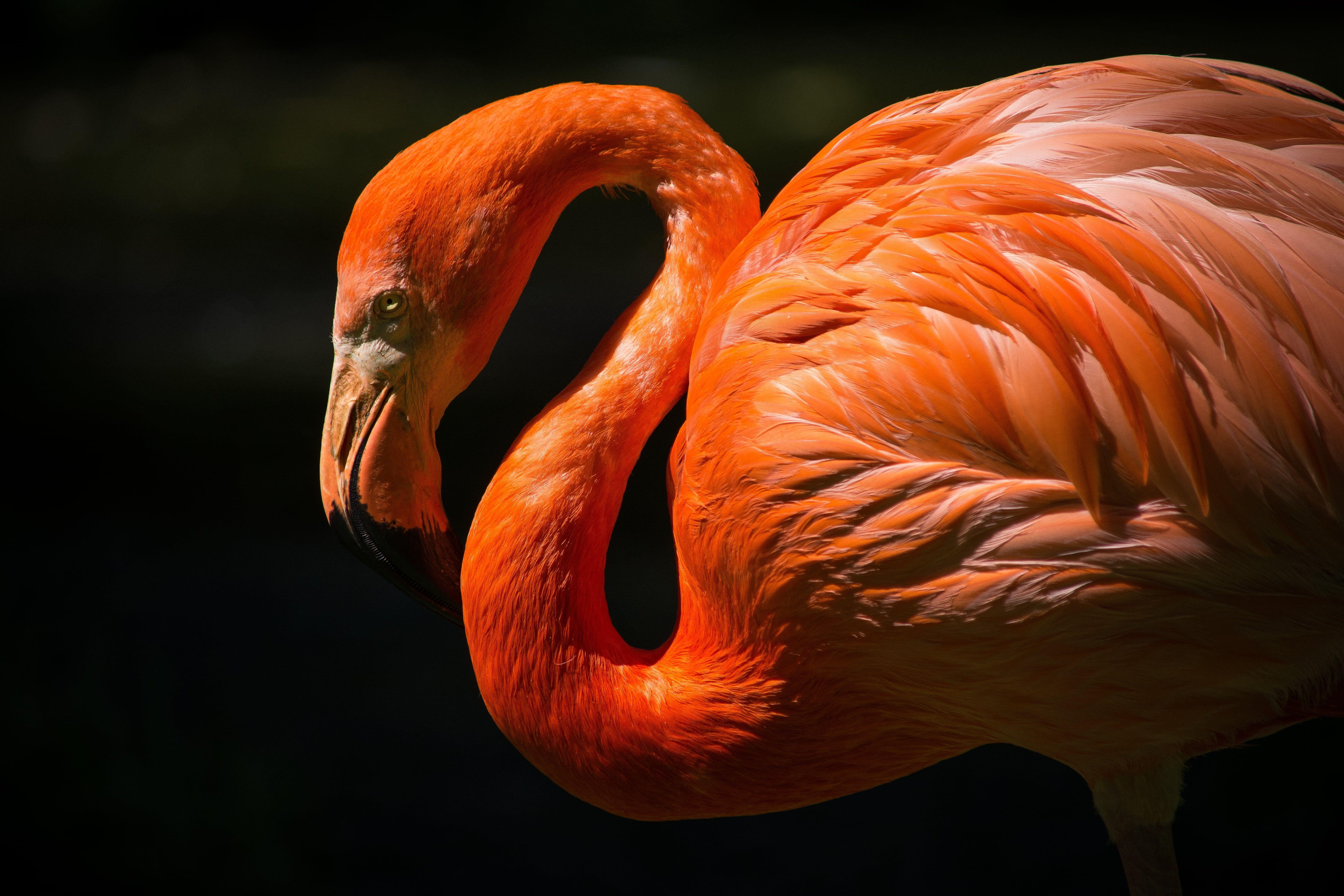 Flamingo Bird Wallpapers Wallpaper Cave