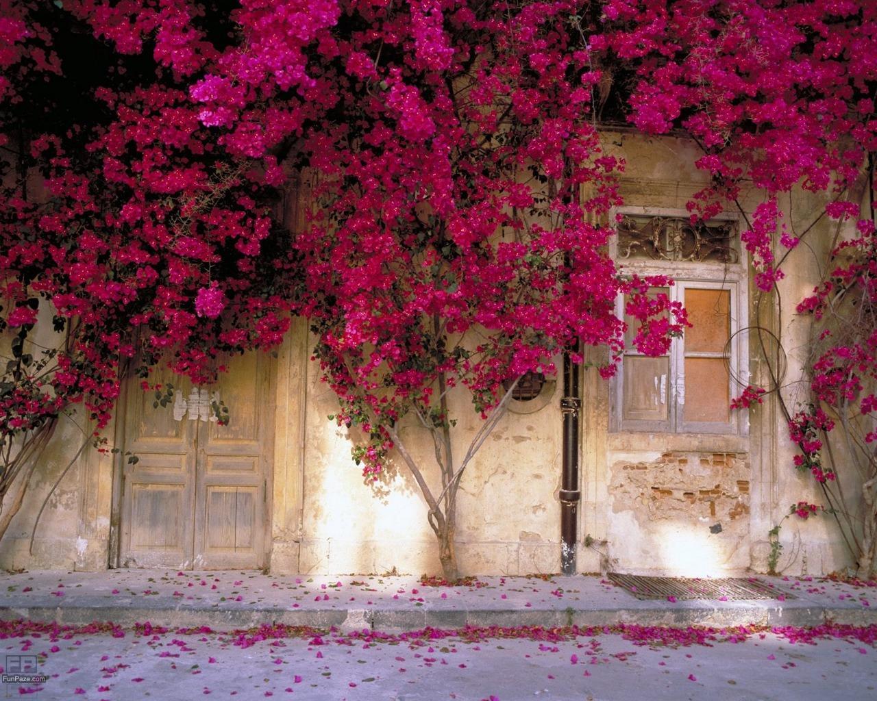 Beautiful Wallpapers For Desktop Full Screen HD Wallpaper Cave