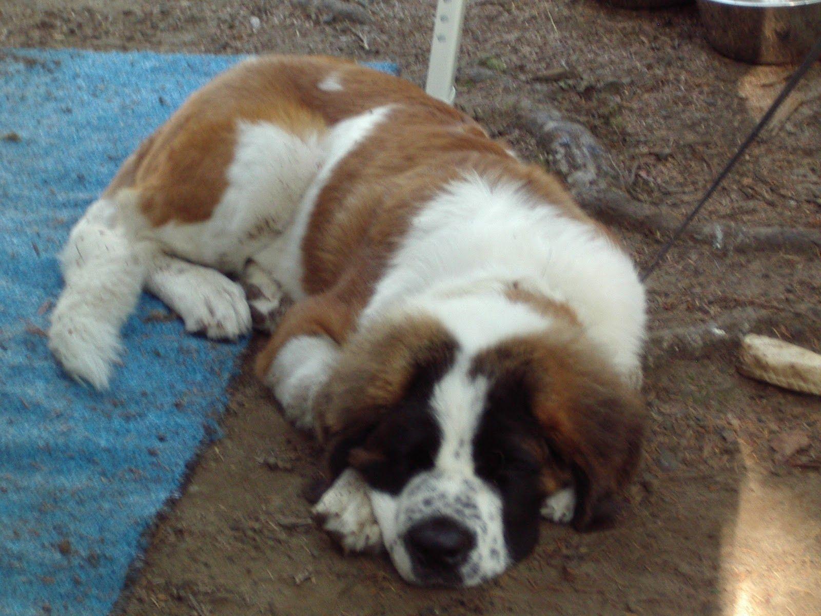 Saint Brand Dog Wallpapers Wallpaper Cave