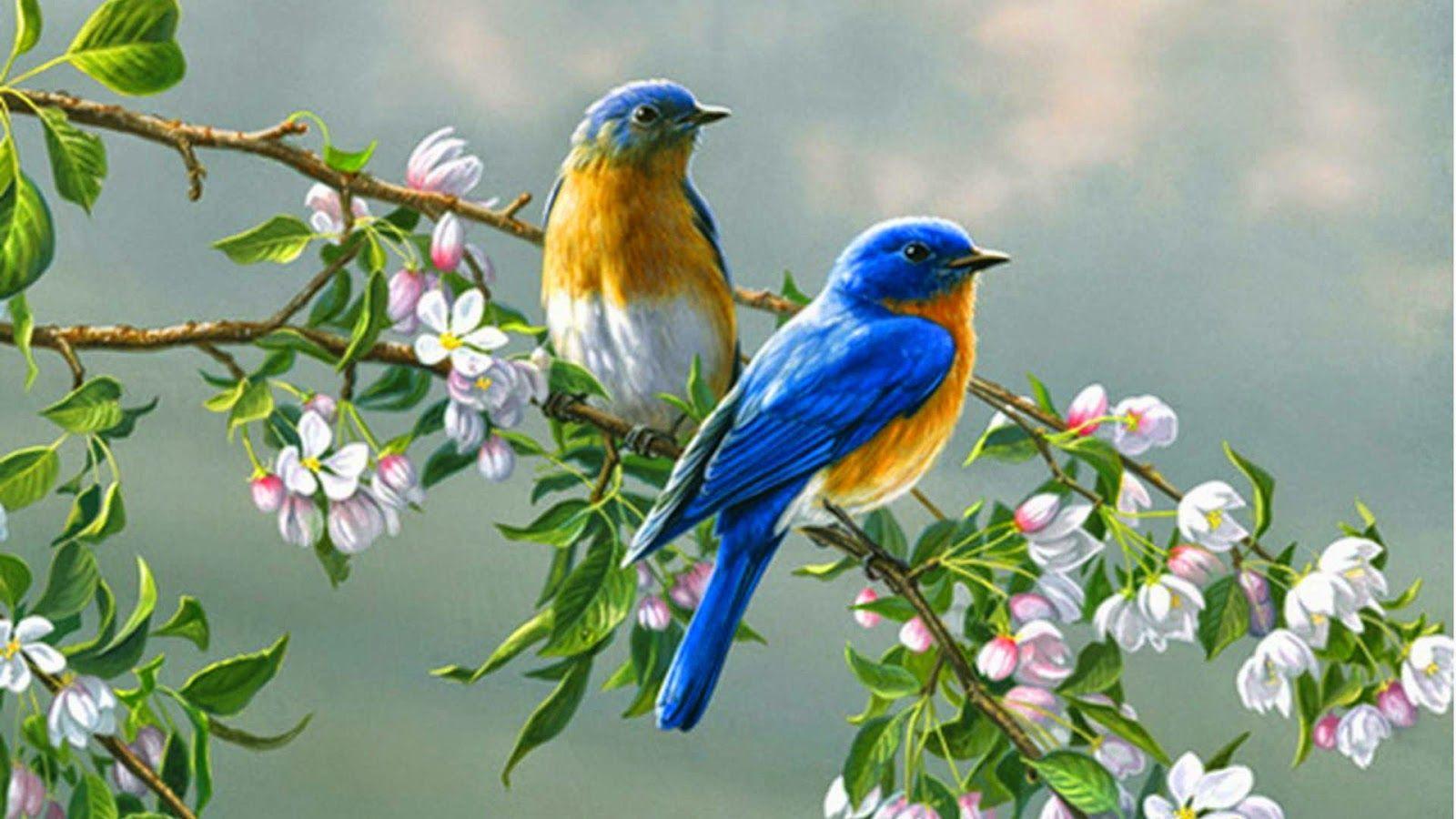 LOVE BIRDS HD WALLPAPERS Wallpaper Cave