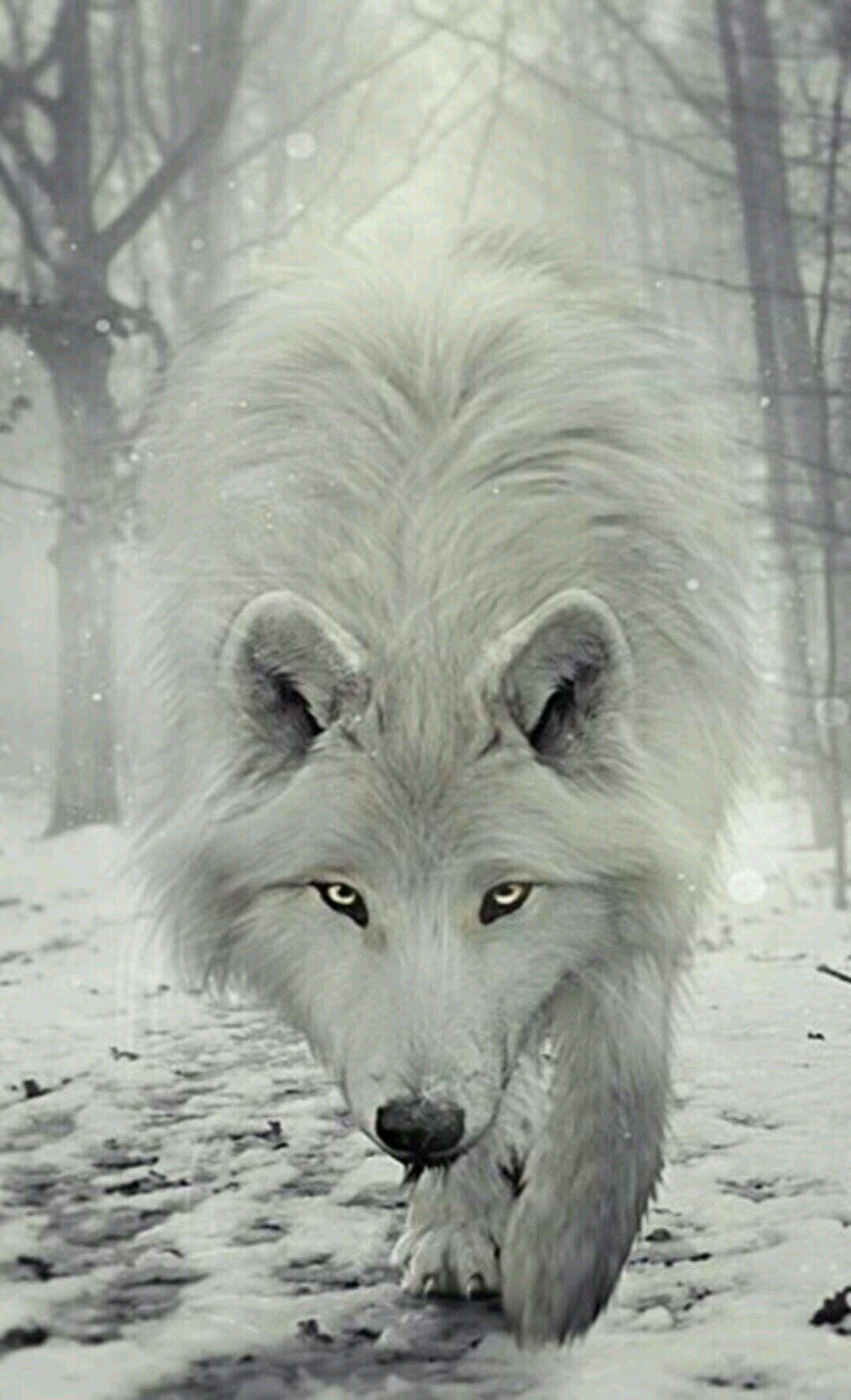 White Wolves Wallpapers Wallpaper Cave