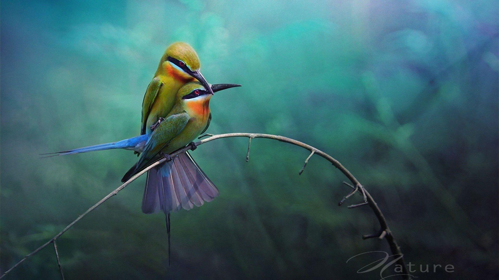 LOVE BIRDS HD WALLPAPERS Wallpaper Cave