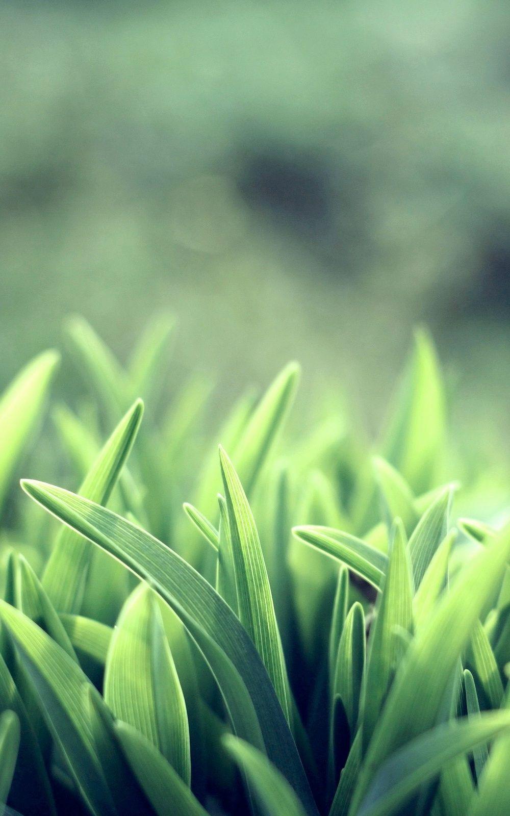 Grass HD Mobile Wallpapers Wallpaper Cave