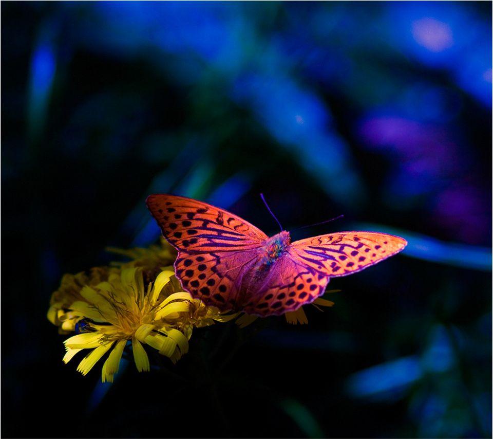 Cute Butterfly Wallpapers For Mobile Phones Wallpaper Cave