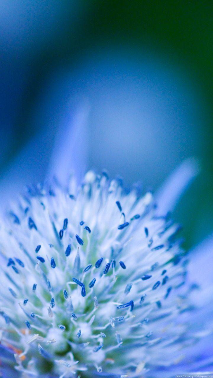 High Quality Samsung Galaxy Flower Wallpaper GAMBAR BUNGA