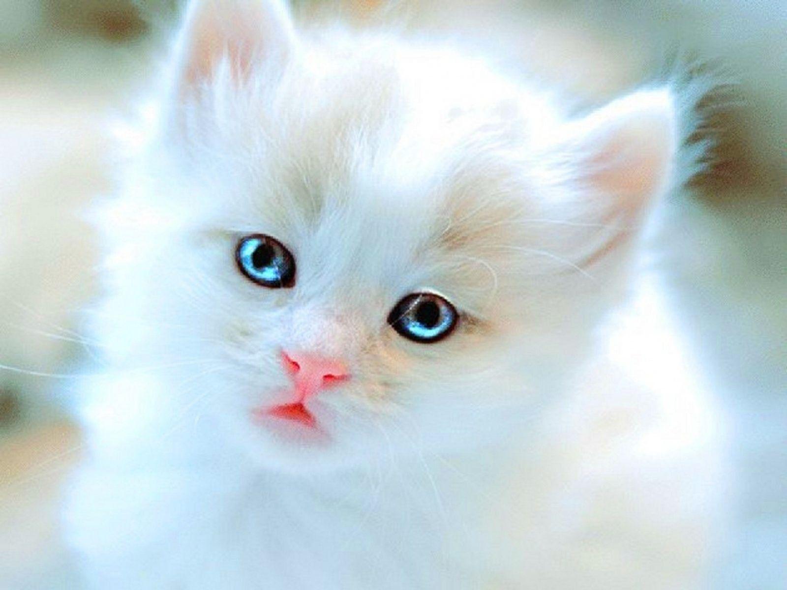 White Baby Cat Wallpapers Wallpaper Cave