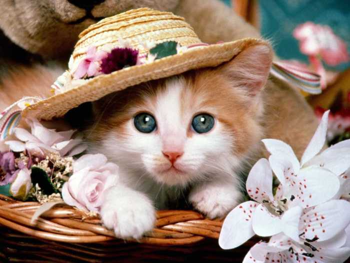 Cute Kawaii Cat Desktop Wallpaper 4K - Kawaii Cat Wallpaper 4K Free deejays