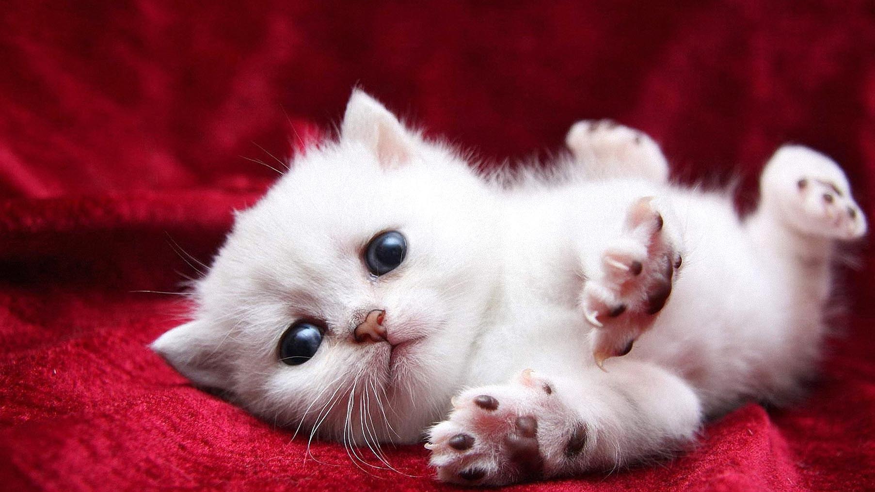 White Baby Cat Wallpapers Wallpaper Cave