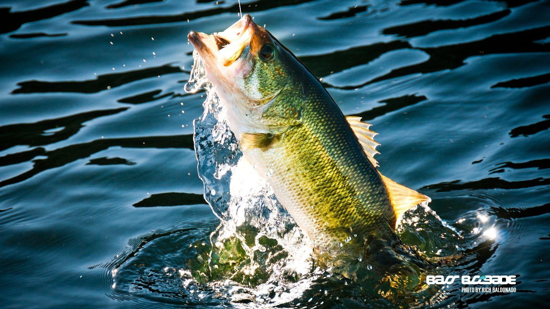 Bass Fishing Wallpapers For Android Wallpaper Cave