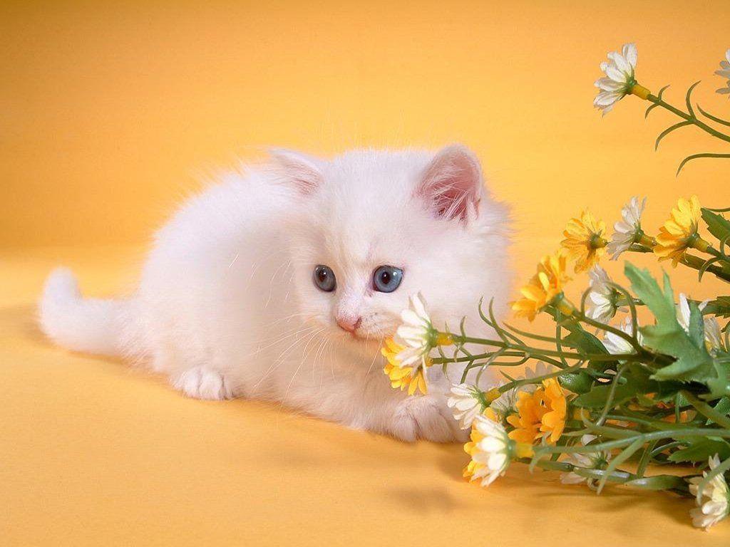 Nice & Cute Wallpapers Wallpaper Cave