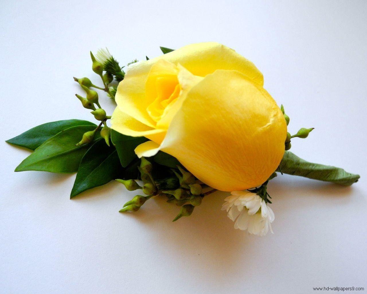 Single Yellow Rose Wallpapers Wallpaper Cave