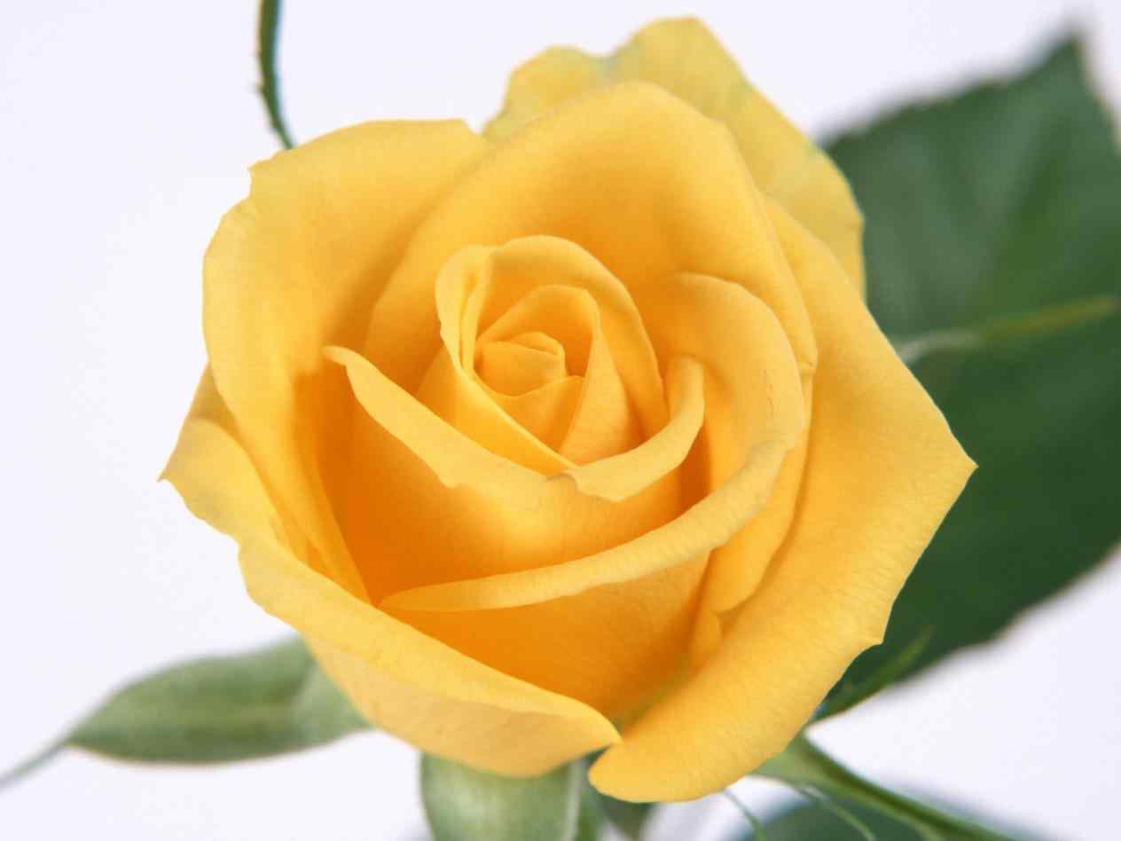 Single Yellow Rose Wallpapers Wallpaper Cave
