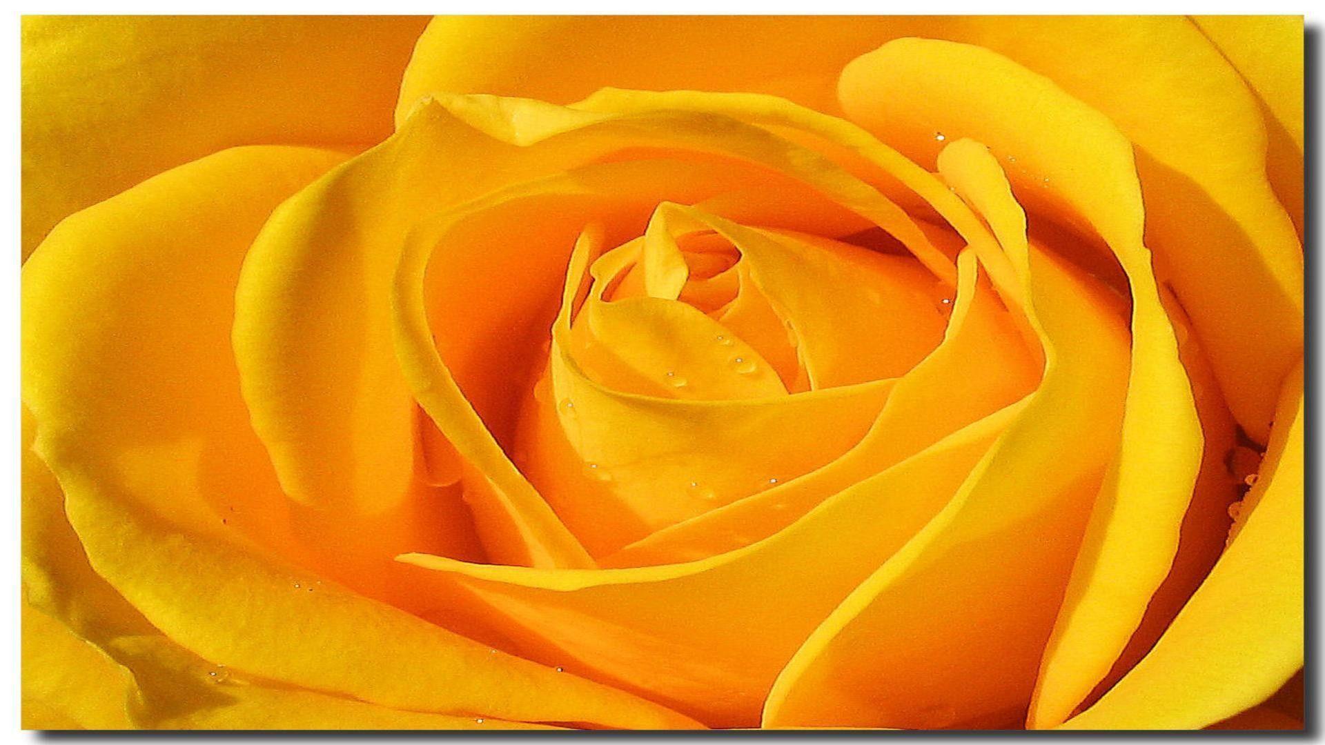 Single Yellow Rose Wallpapers Wallpaper Cave