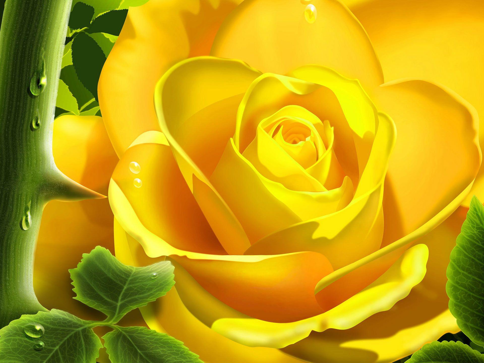 Single Yellow Rose Wallpapers Wallpaper Cave