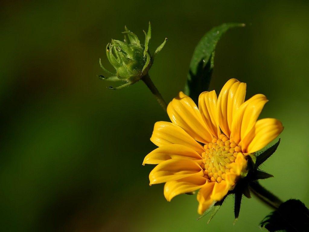 Single Flower HD Wallpapers Wallpaper Cave