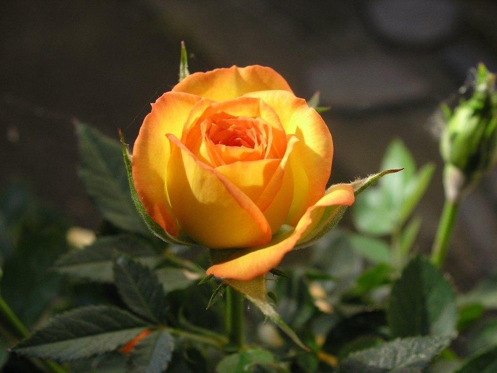 Single Yellow Rose Wallpapers Wallpaper Cave