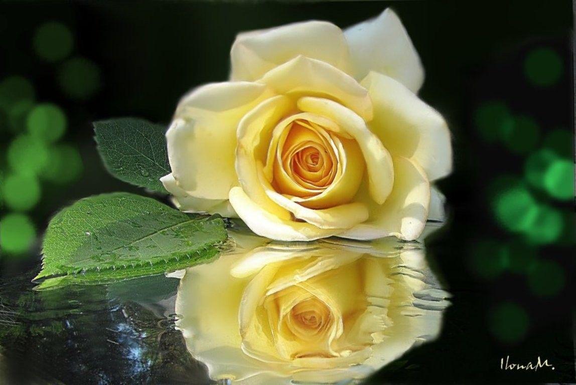 Single Yellow Rose Wallpapers Wallpaper Cave
