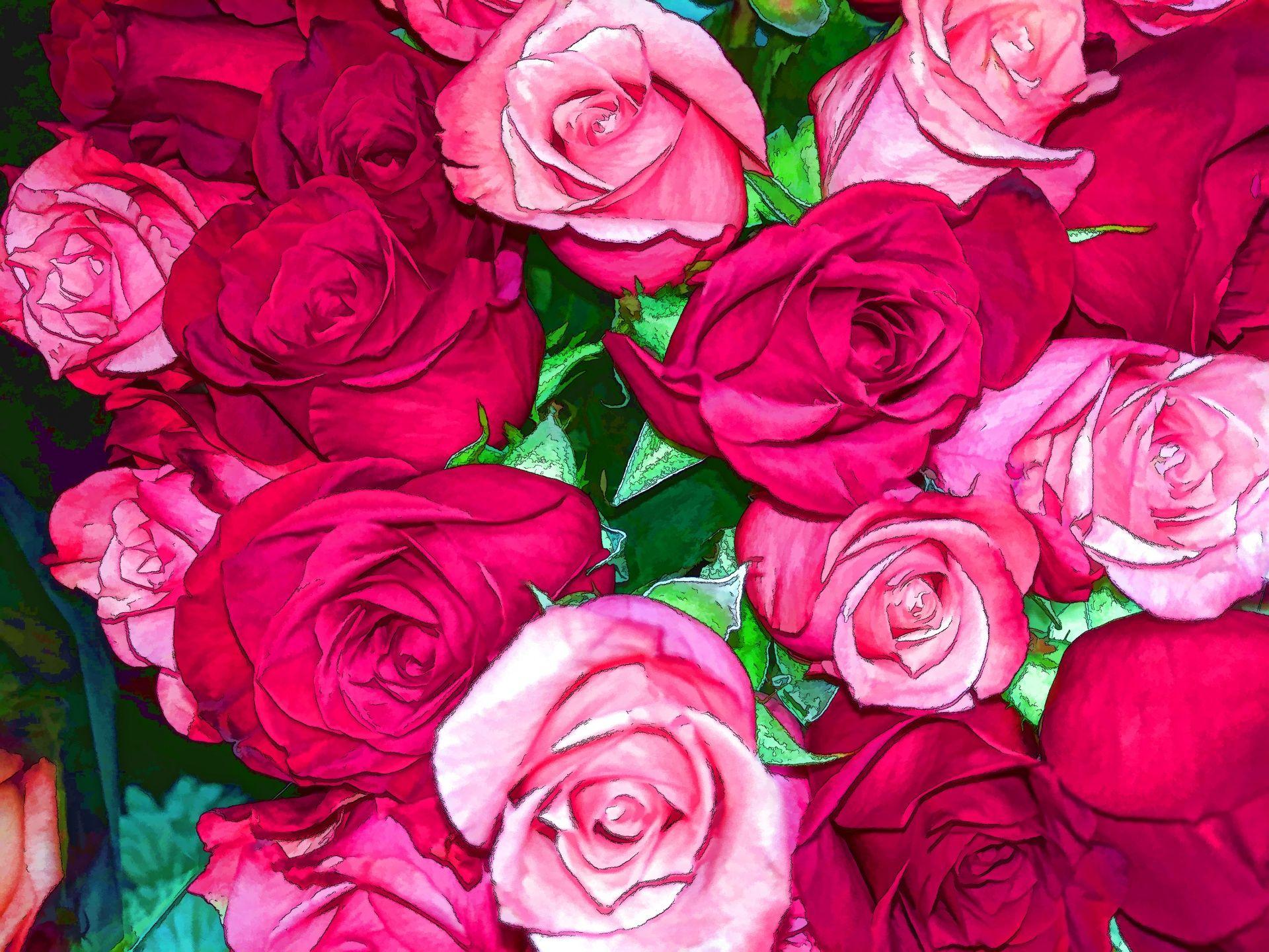 Red And Pink Roses Wallpapers Wallpaper Cave