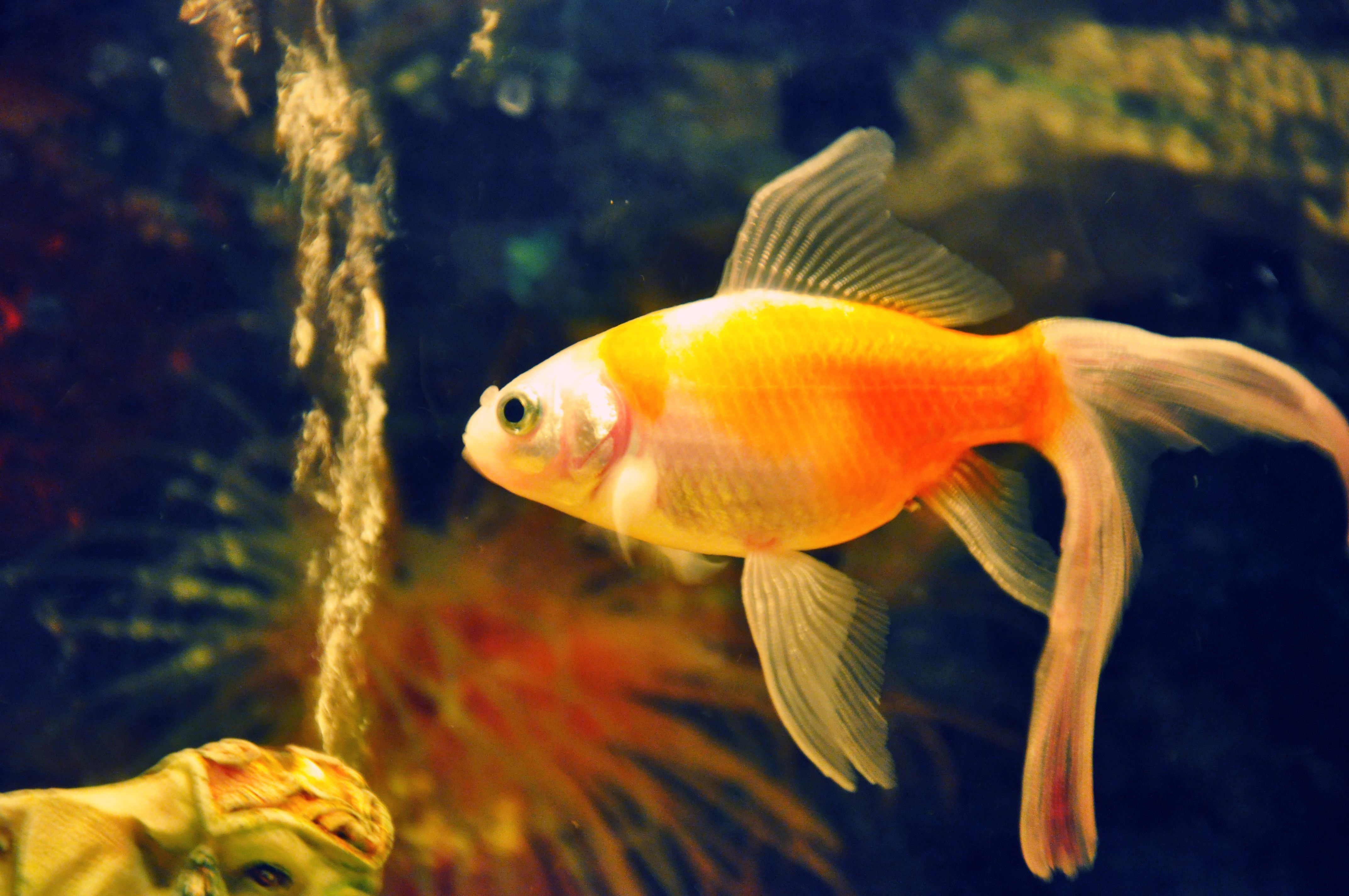Golden Fish Wallpapers Wallpaper Cave