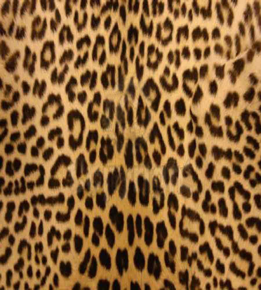 Cheetah Print Wallpapers Wallpaper Cave