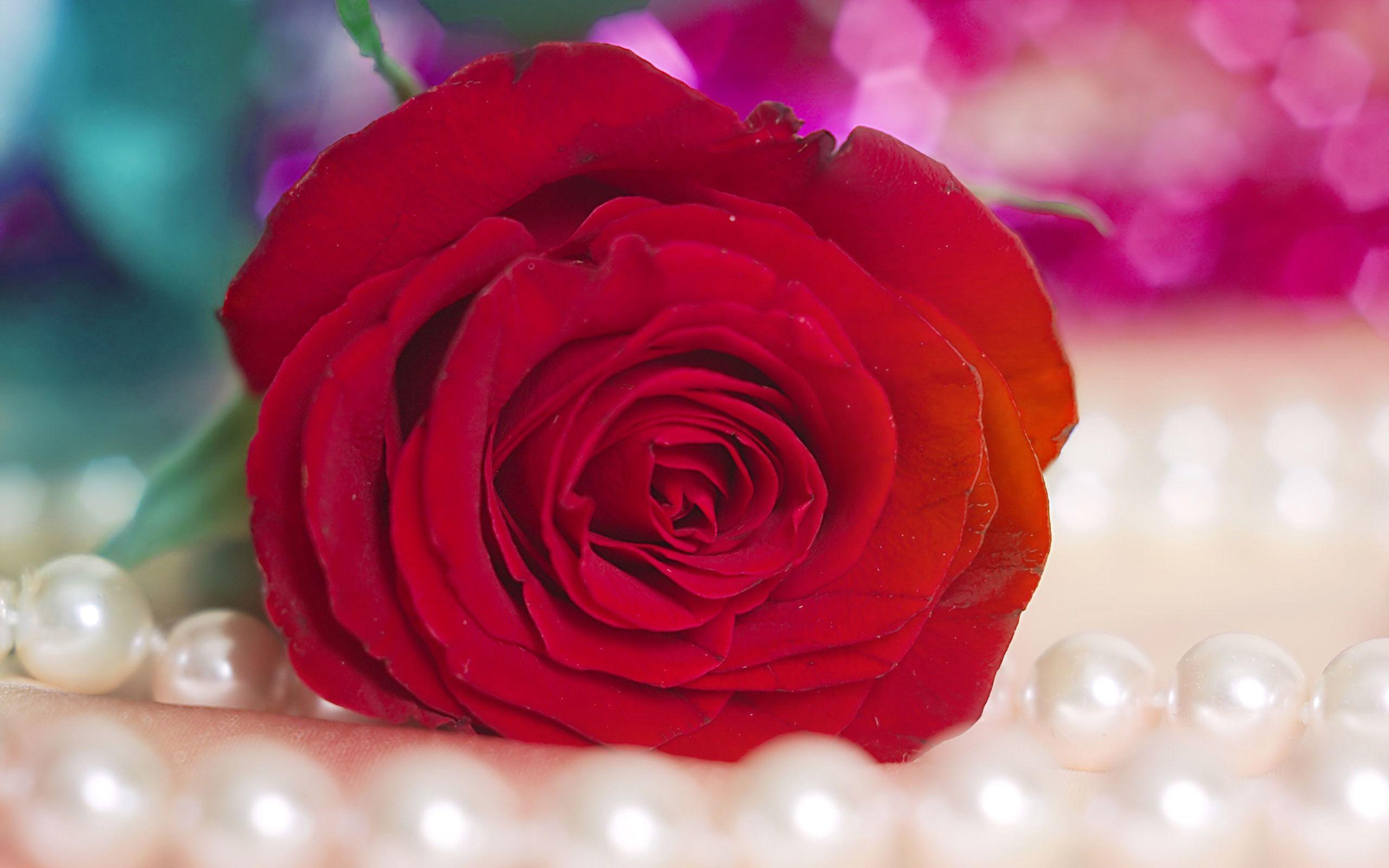 Red Rose Bokeh Wallpapers Wallpaper Cave