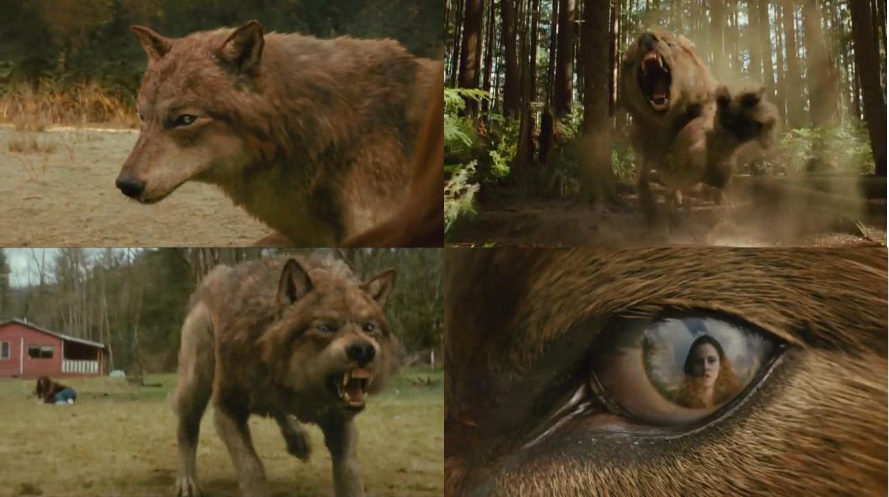 Twilight Jacob Wolf Wallpapers Wallpaper Cave