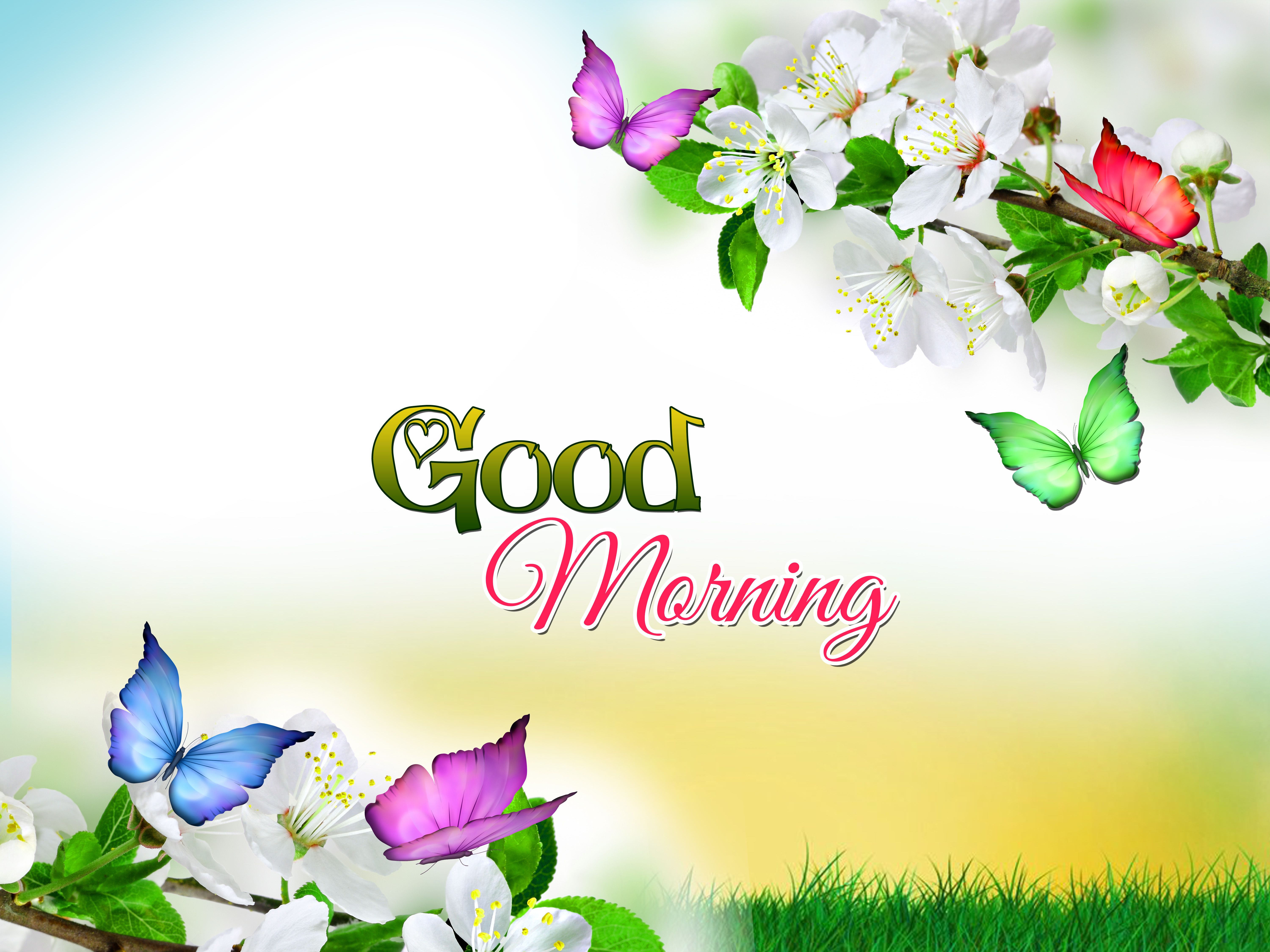 Good Morning Nature Images Hd Download 1426+ Beautiful Free Nature