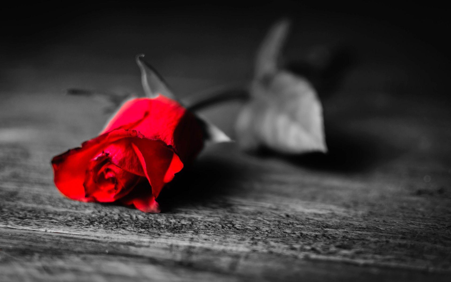Red And Black Love Wallpapers Wallpaper Cave