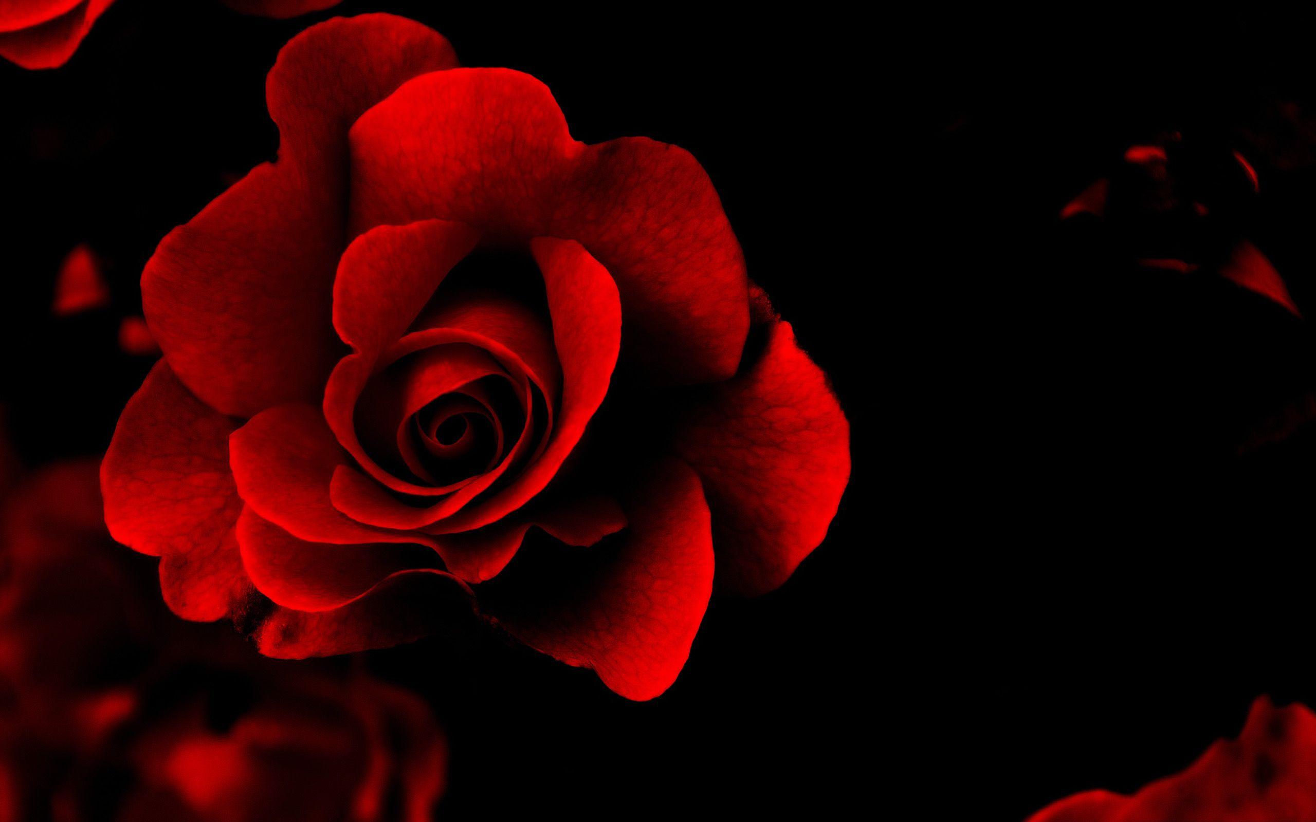 Red And Black Love Wallpapers Wallpaper Cave