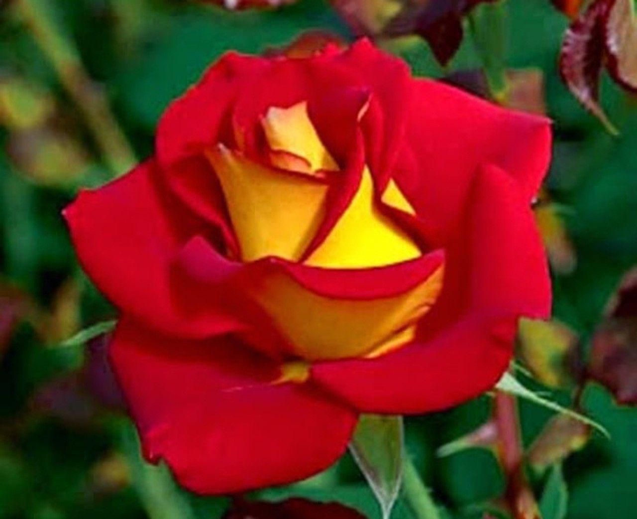 Roses Flowers 3d Wallpaper