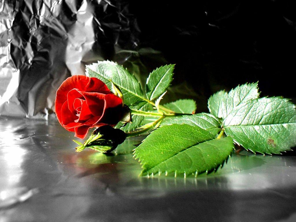 Red Rose 3D Wallpaper Download / Free Download 68 Red Rose Wallpapers On Wallpaperplay 1920x1440
