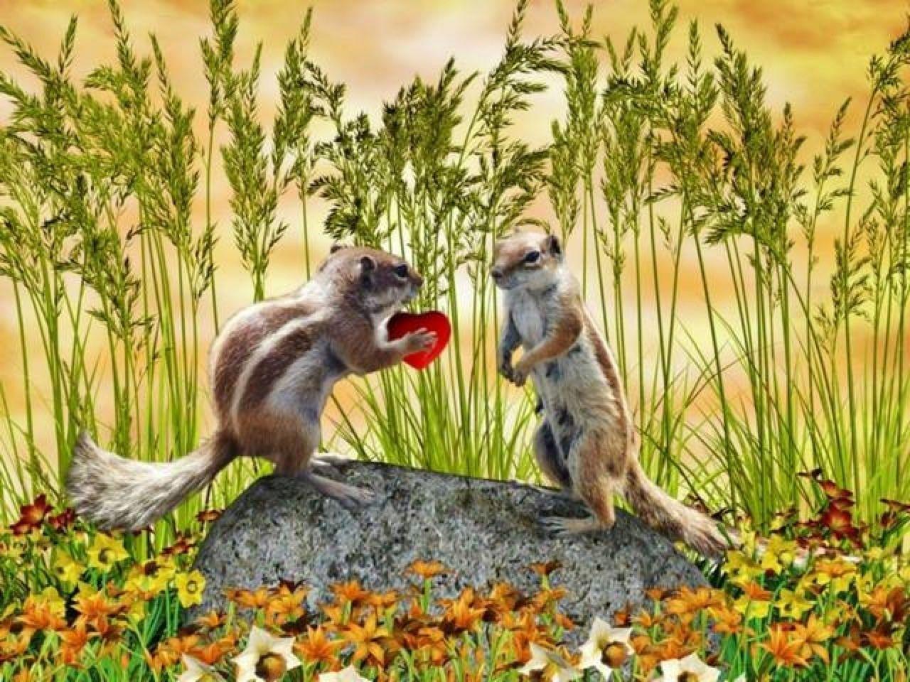 Animals In Love Wallpaper