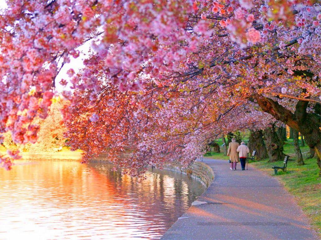 Cherry Blossoms Wallpapers Wallpaper Cave