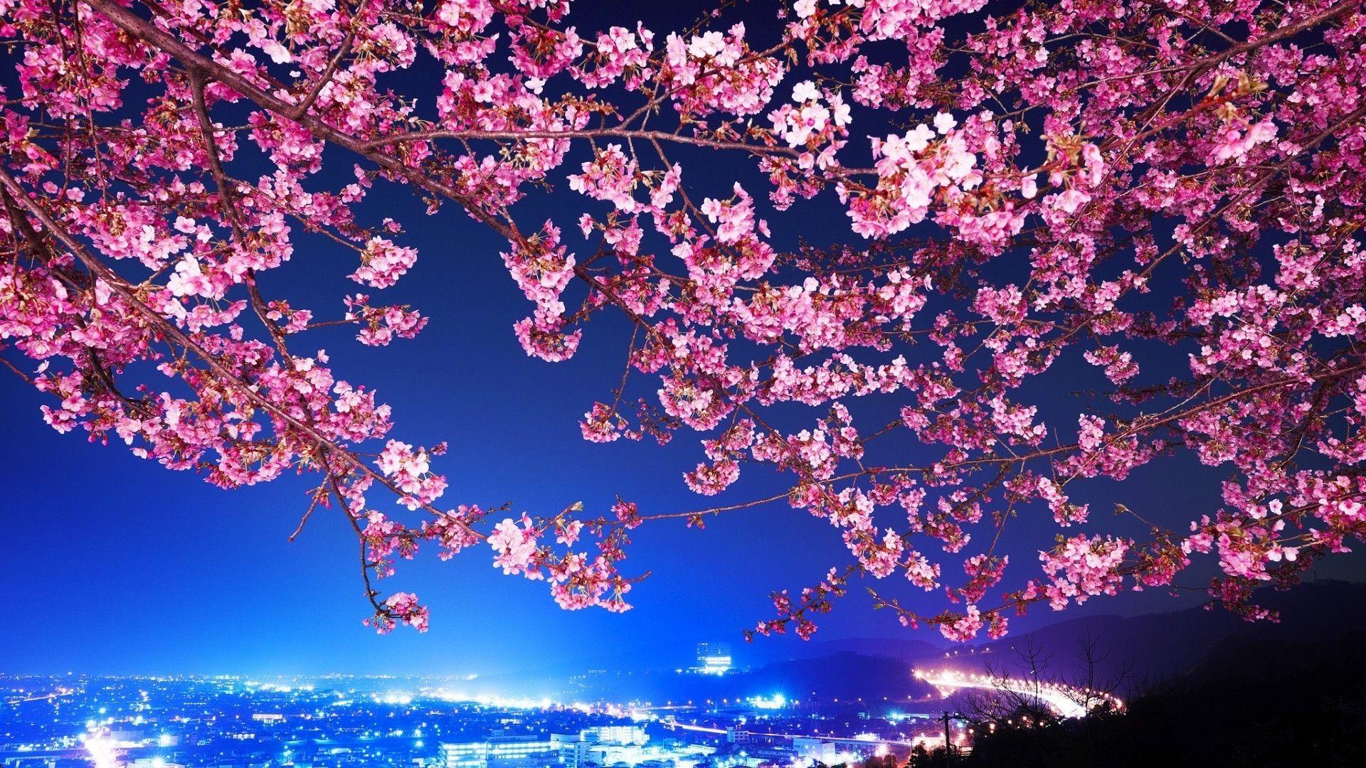 Cherry Blossom Wallpapers HD Wallpaper Cave