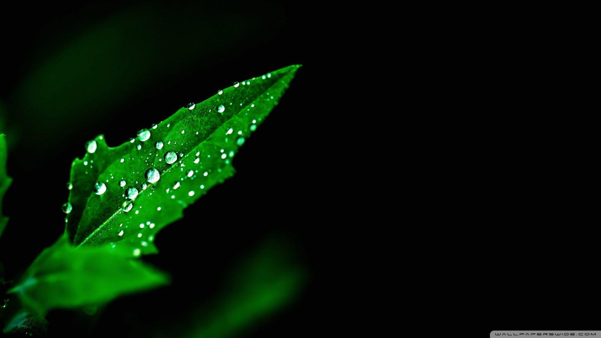 Green Wallpapers Full HD Wallpaper Cave