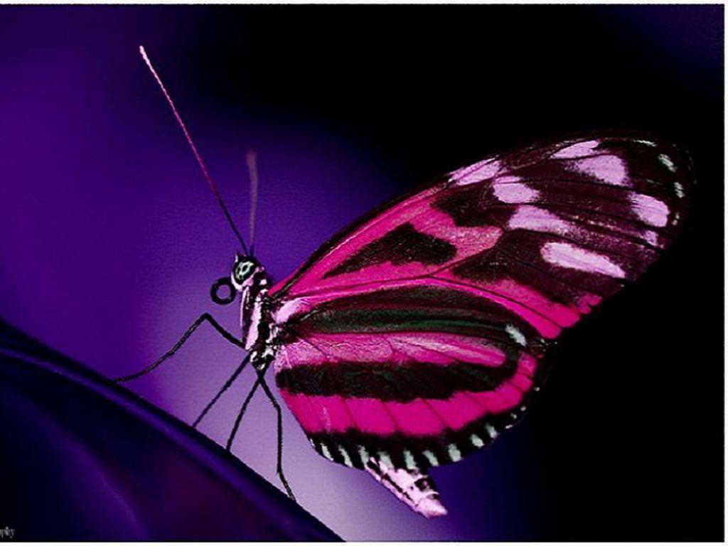 Black And Pink Butterflies Wallpapers Wallpaper Cave