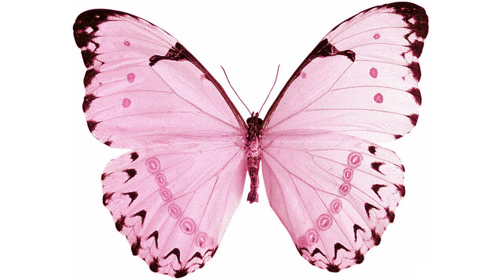 Pink Lv Butterfly Wallpaper Paul Smith