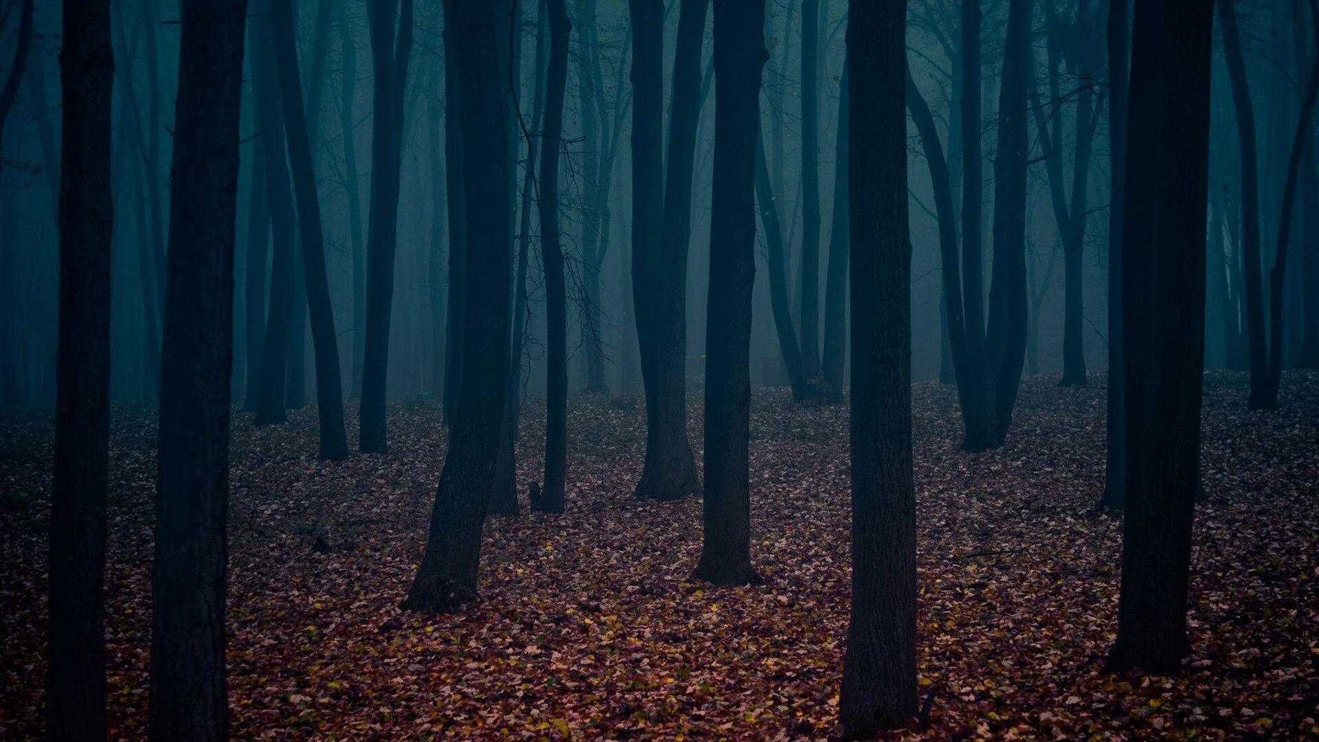Dark Forest Wallpapers HD Wallpaper Cave