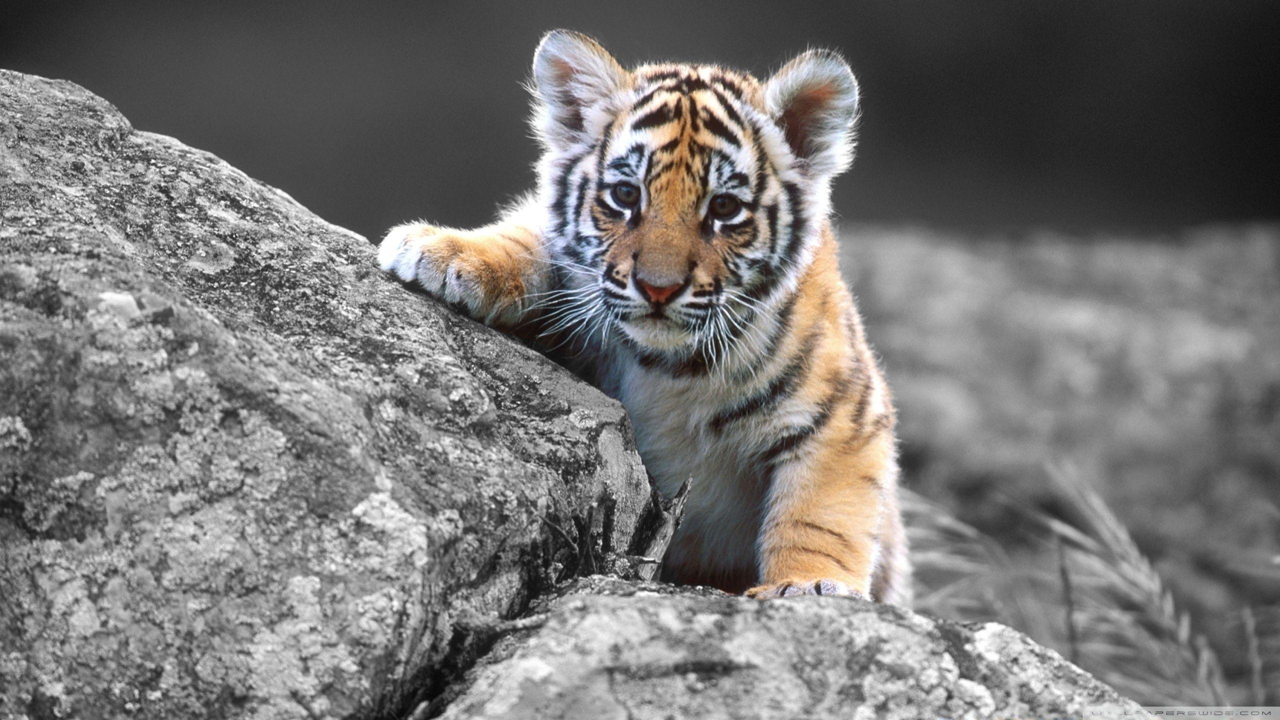 Cute Baby Tiger Wallpapers Wallpaper Cave