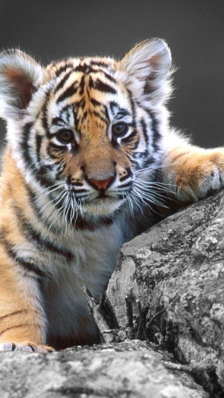 Cute Baby Tiger Wallpapers Wallpaper Cave
