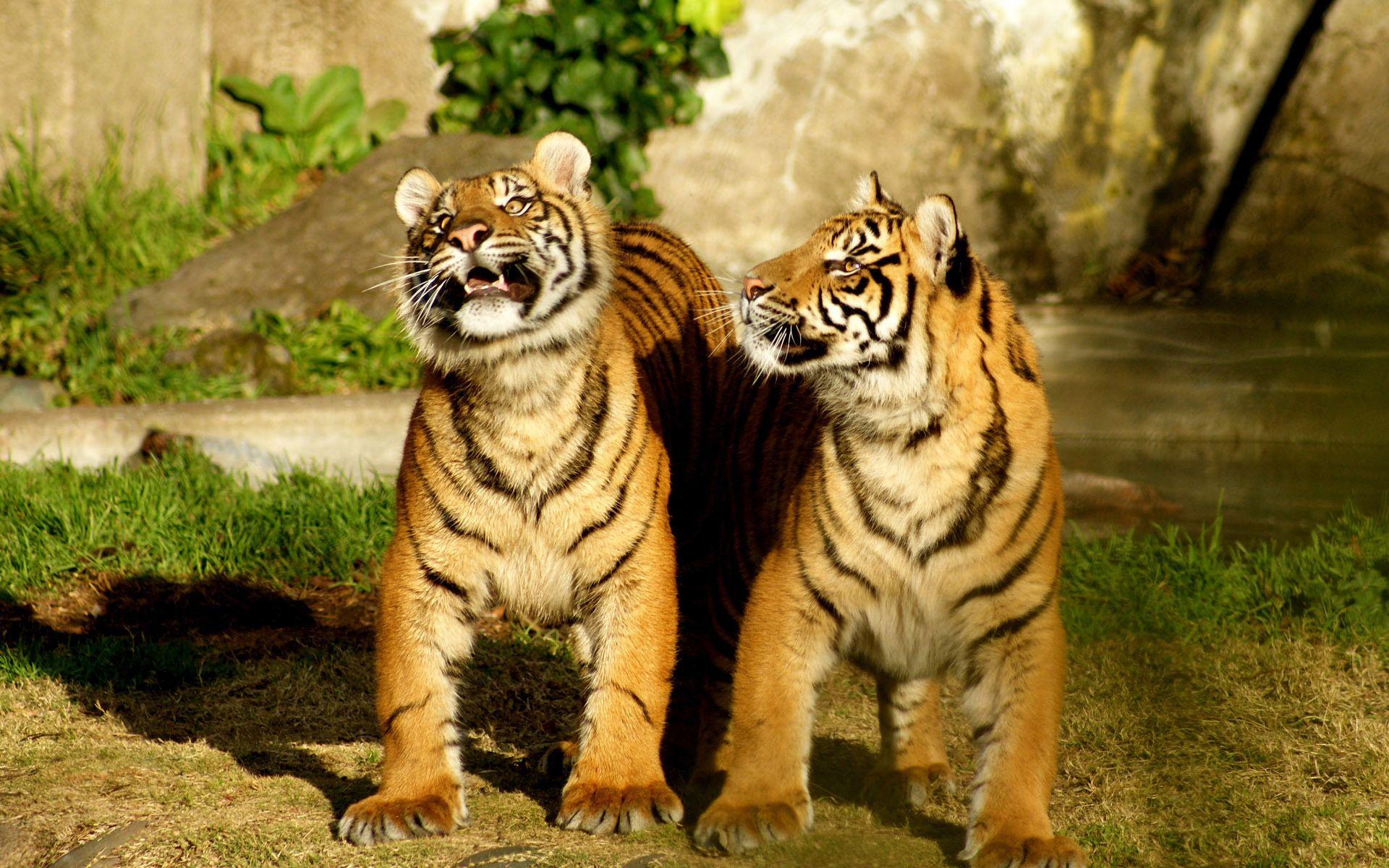 Cute Baby Tiger Wallpapers Wallpaper Cave