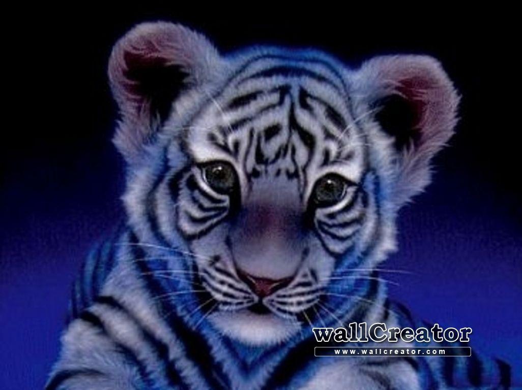 Cute Baby Tiger Wallpapers Wallpaper Cave