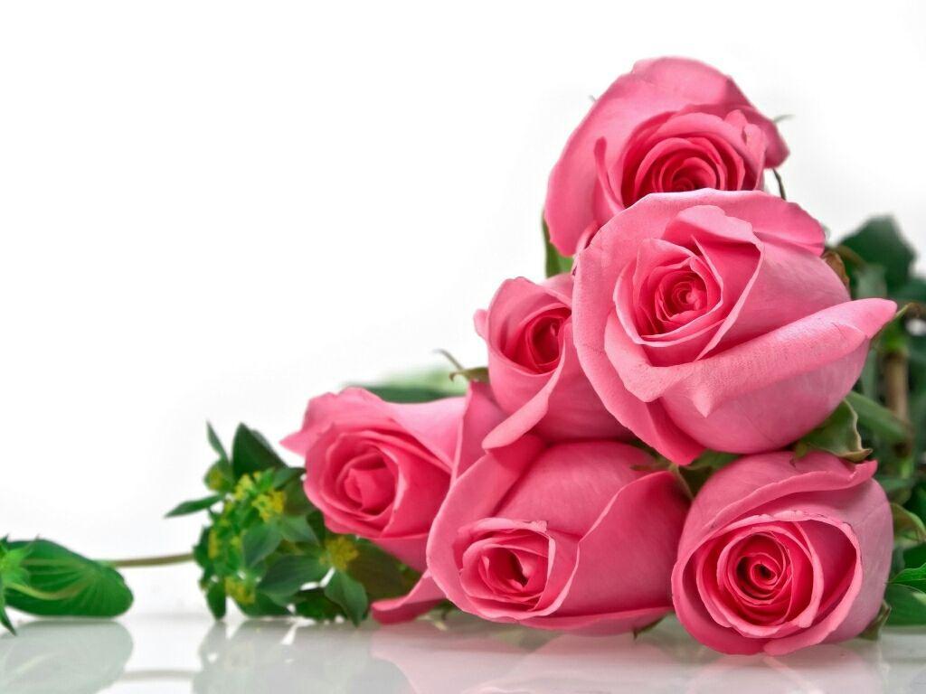 Most Beautiful Rose Flower Images Best Flower Site