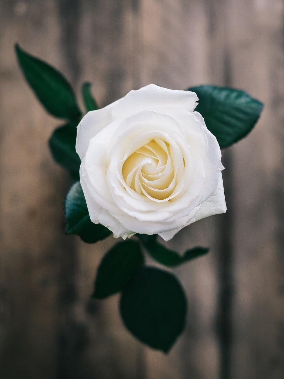 Beautiful White Rose Wallpapers Wallpaper Cave