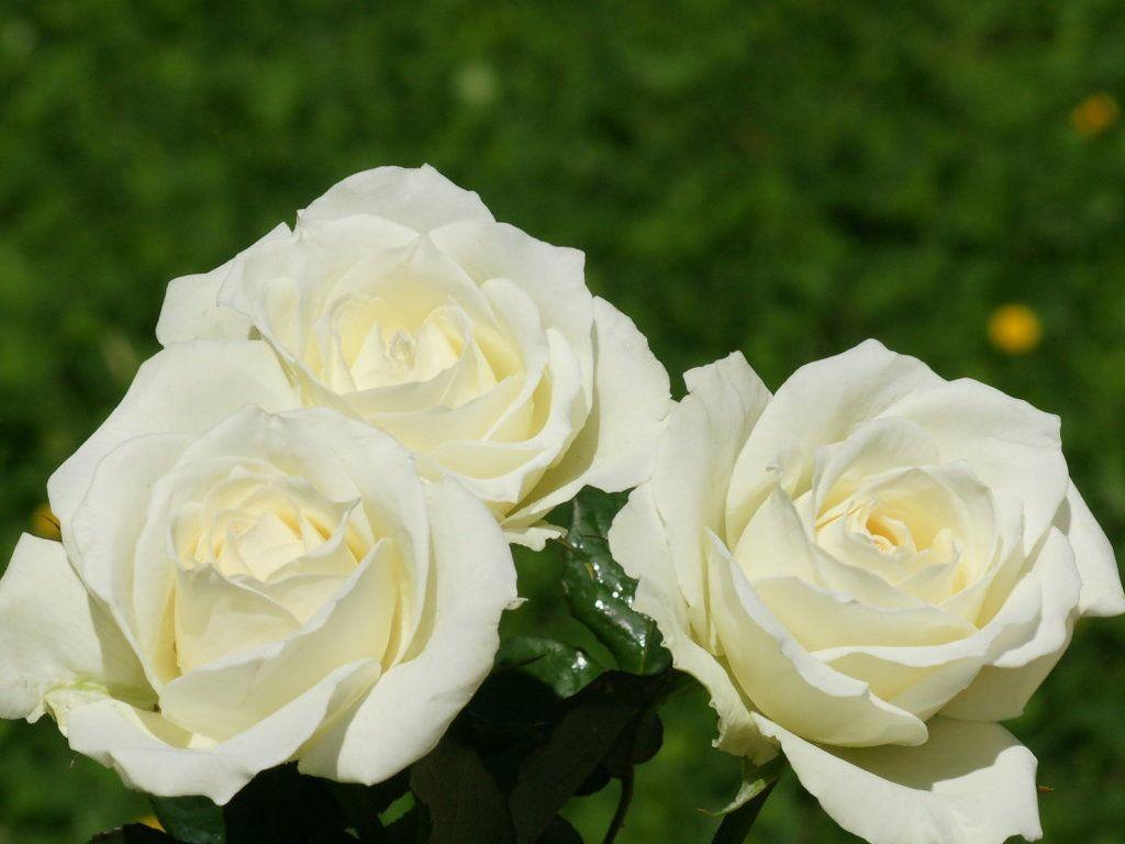 Beautiful White Rose Wallpapers Wallpaper Cave