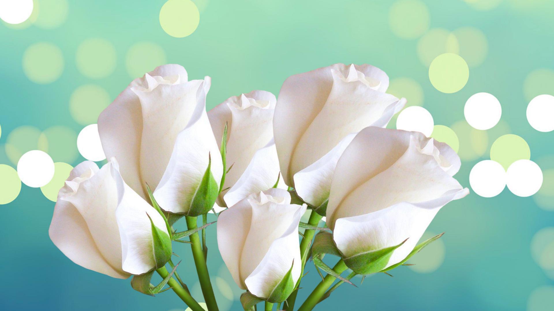 Beautiful White Rose Wallpapers Wallpaper Cave