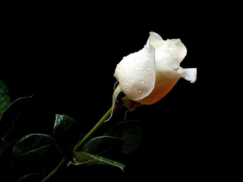 Beautiful White Rose Wallpapers Wallpaper Cave