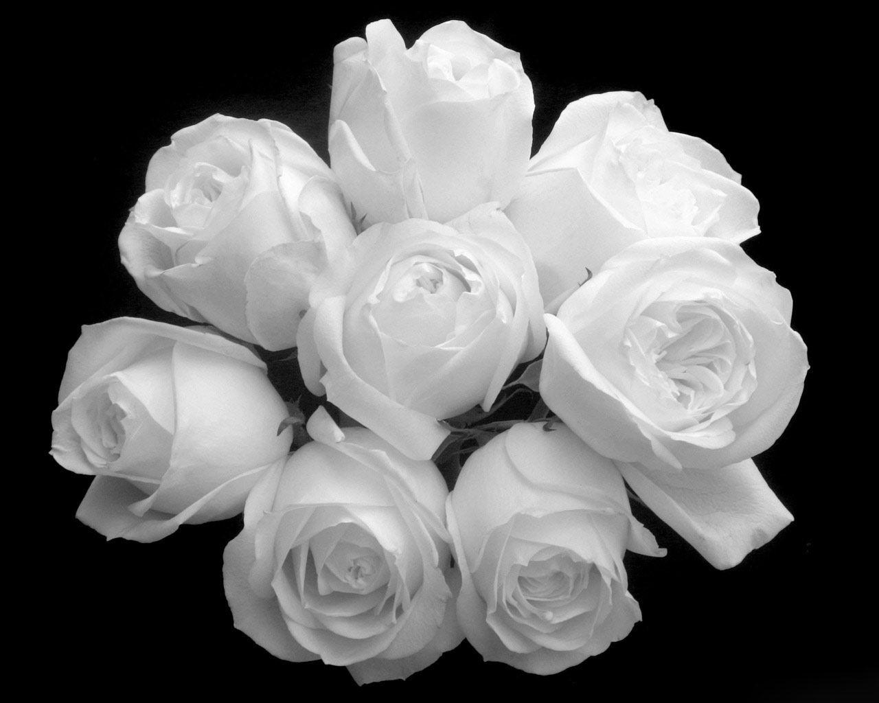 White Rose Wallpaper Desktop Our high resolution 4k hd quality picture