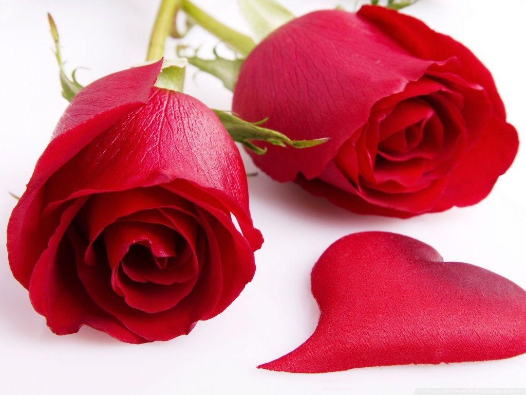 Best Rose Flower Wallpapers